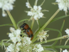 Coptocephala