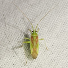 Phytocoris roseotinctus