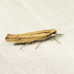 Ypsolopha