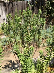 Suaeda taxifolia