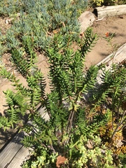 Suaeda taxifolia