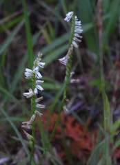 Spiranthes lacera lacera