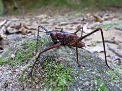 Listroscelis