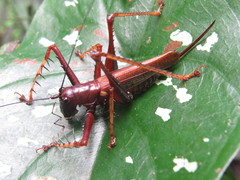 Listroscelis angustifrons