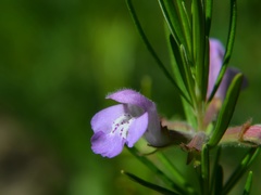 Conradina verticillata