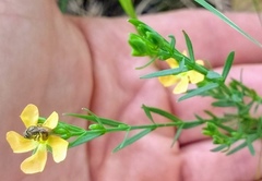 Hypericum drummondii