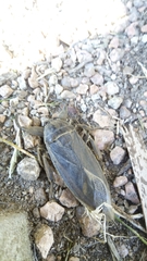 Lethocerus annulipes