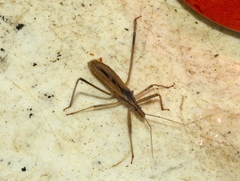 Stenopoda