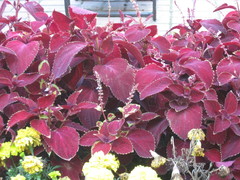 Plectranthus