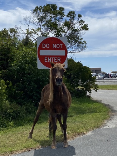 Domestic Horse photographed in North Carolina