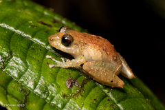 Spurred Robber Frog photo 1