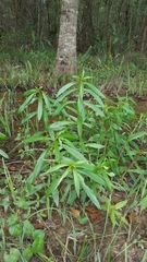 Hygrophila lacustris