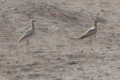 Burhinus superciliaris