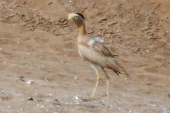 Burhinus superciliaris