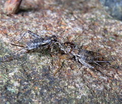 Miogryllus piracicabensis