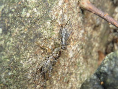 Miogryllus piracicabensis