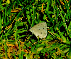 Celastrina echo gozora