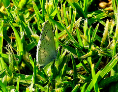 Celastrina echo gozora