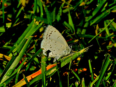 Celastrina echo gozora