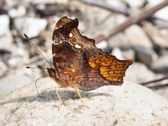 Hypanartia cinderella