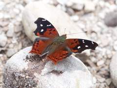 Hypanartia cinderella