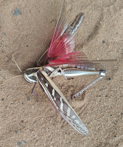 Ornithacris cyanea