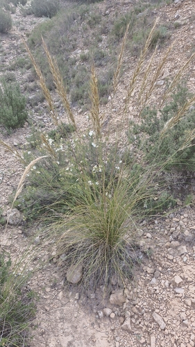 Image of Macrochloa tenacissima by (c) Antonio Requena Serrano, some rights reserved (CC BY)