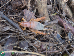 Neometrypus badius