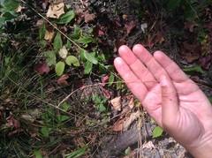 Festuca subverticillata