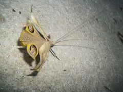 Ommatoptera