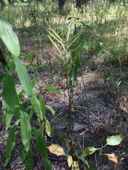 Iodanthus pinnatifidus