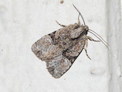 Oligia modica