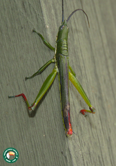 Opshomala viridis