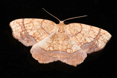 Nematocampa