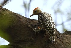 Leiopicus mahrattensis