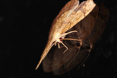Nematocampa