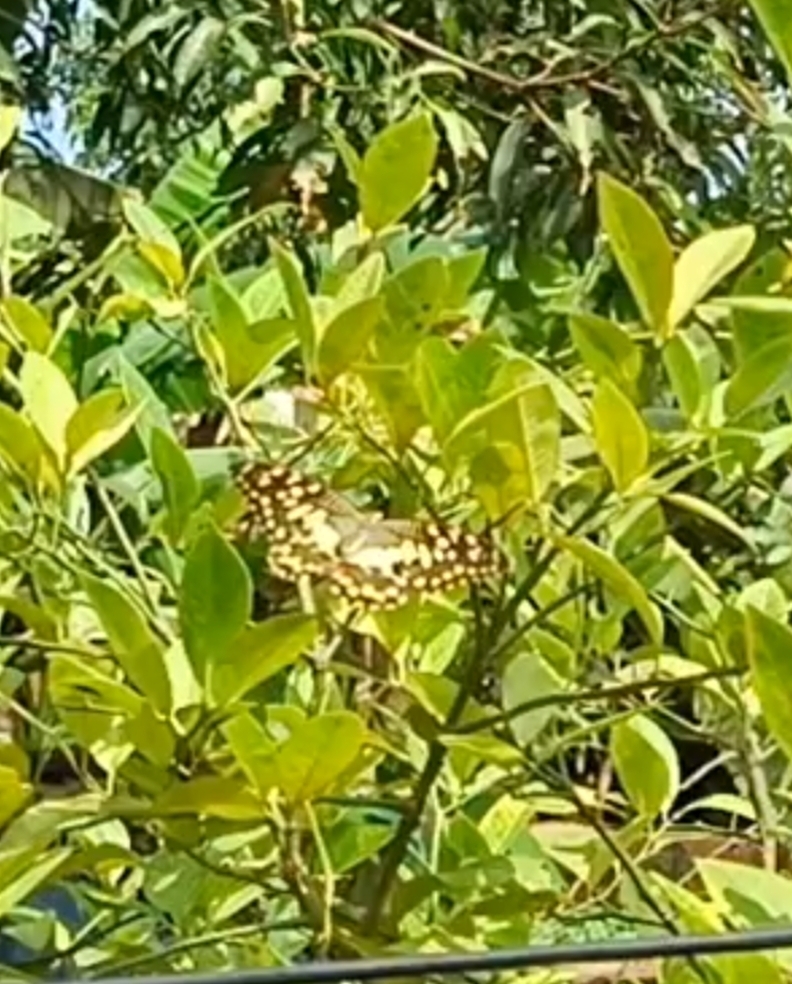 Lime Swallowtail