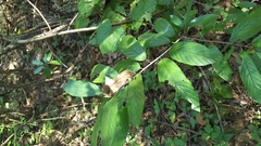Frangula caroliniana