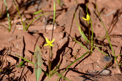 Pauridia occidentalis