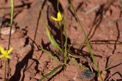 Pauridia occidentalis