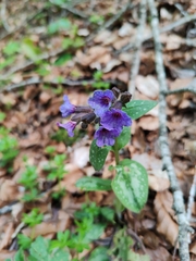 Pulmonaria hirta, photograph Ljaž, CC BY, iNaturalist via GBIF