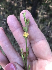 Hypericum drummondii