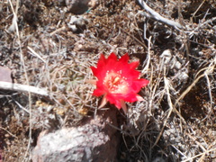 Lobivia hertrichiana