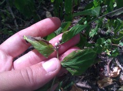 Lithospermum latifolium