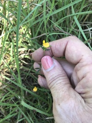 Hypericum drummondii