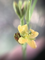 Hypericum drummondii