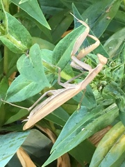 Mantis religiosa