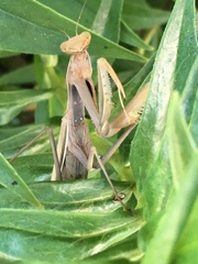 Mantis religiosa