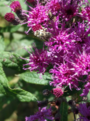 Melissodes denticulatus