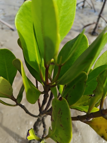 Image of Rhizophora mucronata by (c) Stef, some rights reserved (CC BY)